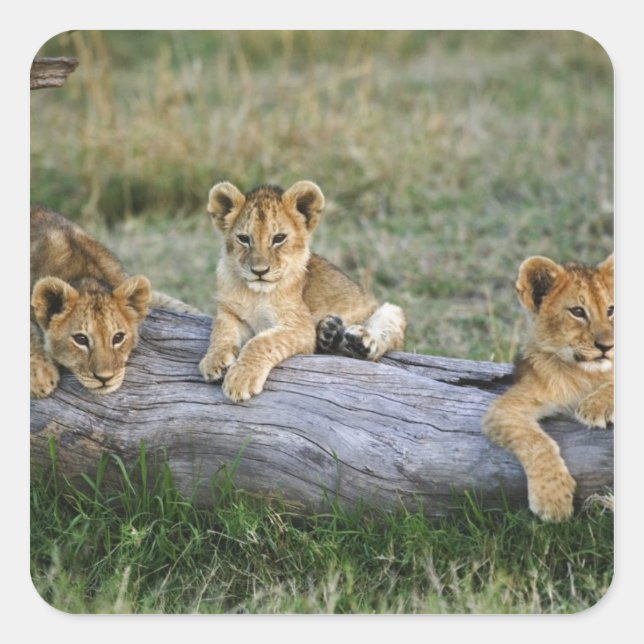 Lion Cubs on Log Square Sticker (Front)