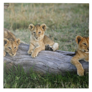 Lion Cubs on Log Tile