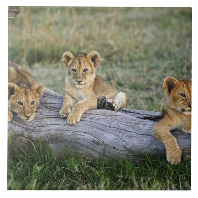 Lion Cubs on Log Tile (Front)