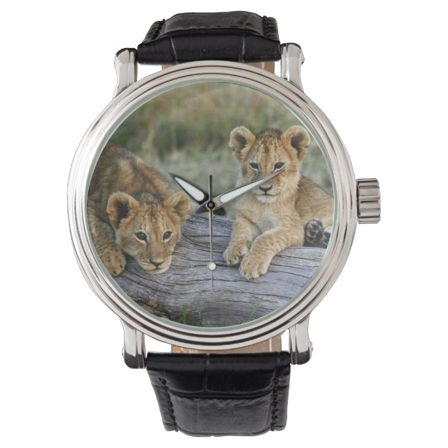 Lion Cubs on Log Watch (Front)