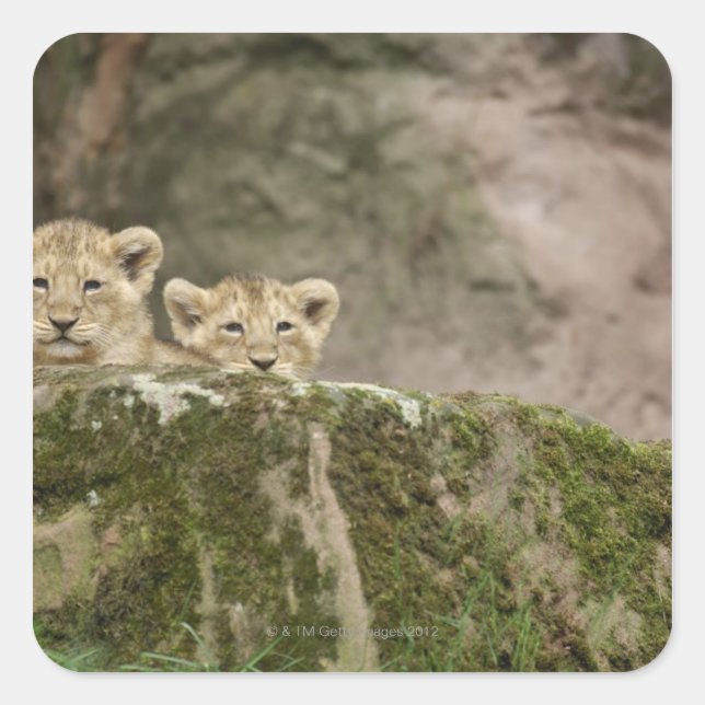 Lion Cubs Peeking Over Rock Square Sticker (Front)