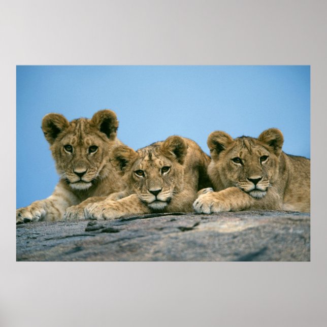 Lion Cubs Poster (Front)