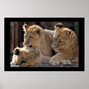 Lion Cubs  Poster