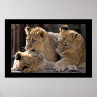 Lion Cubs  Poster