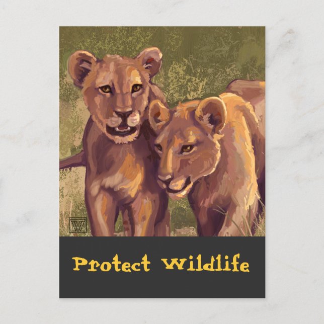 Lion Cubs Protect the Wild Postcard (Front)