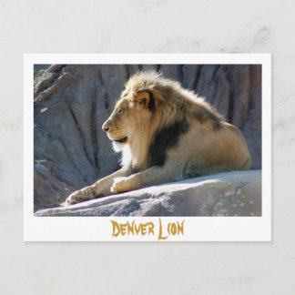 lion, Denver Lion Postcard
