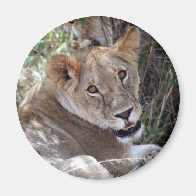 lion face magnet (Front)