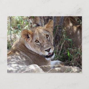 lion face postcard