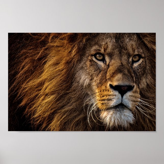 Lion Face Poster (Front)