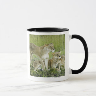 Lion family in Kenya, Africa Mug