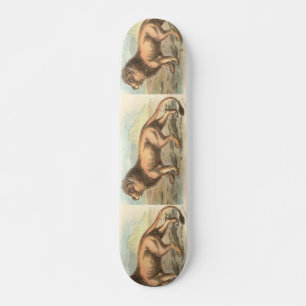 Lion, Felis leo Skateboard