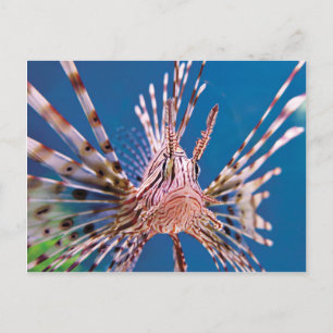 Lion Fish Looking at You Postcard