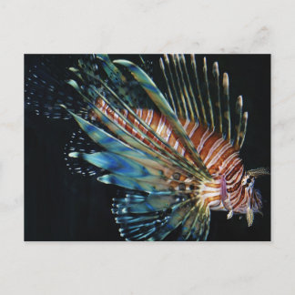 Lion fish postcard