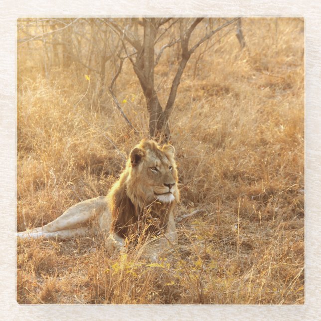 Lion Glass Coaster (Front)