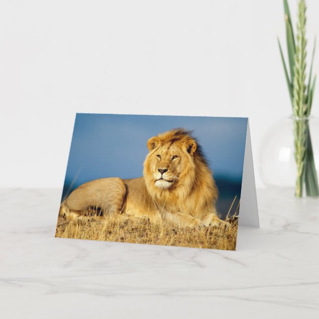 Lion Greeting Card (Front)