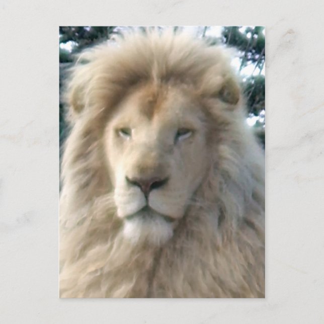 Lion Head postcard (Front)
