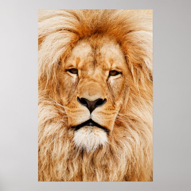 Lion Head Poster (Front)