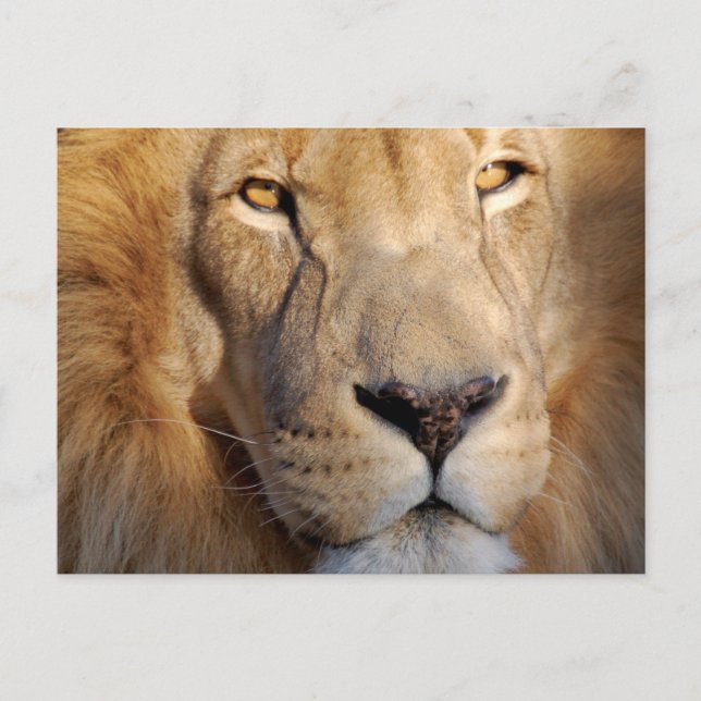 Lion Images Postcard (Front)
