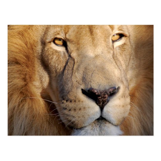Lion Images Postcard