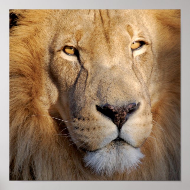 Lion Images Print (Front)