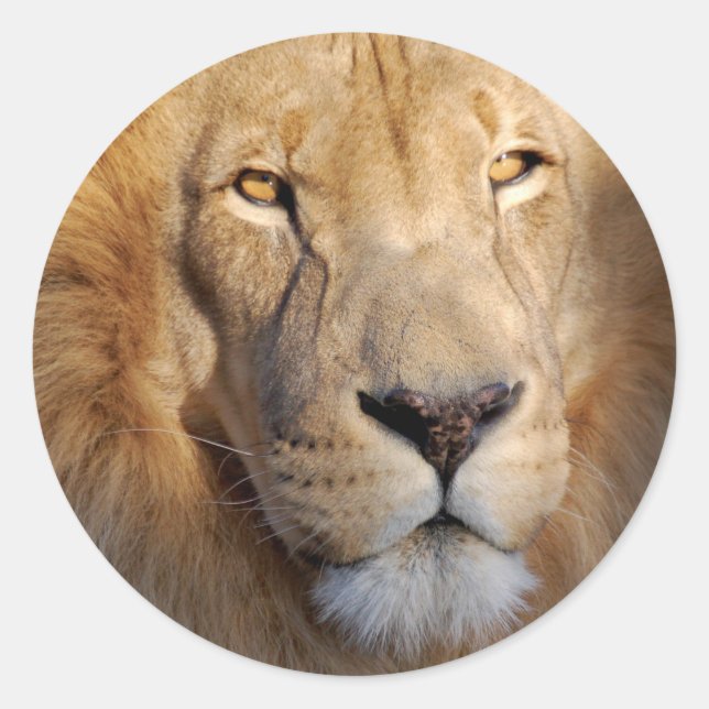 Lion Images Sticker (Front)