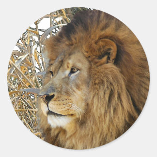 LION IN GRASS CLASSIC ROUND STICKER