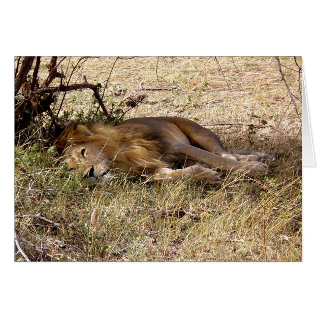 LION IN KENYA AFRICA (Front Horizontal)