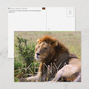 Lion in Masai Mara, Kenya Travel Postcard