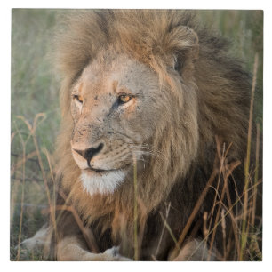 Lion In Natural African Setting Tile