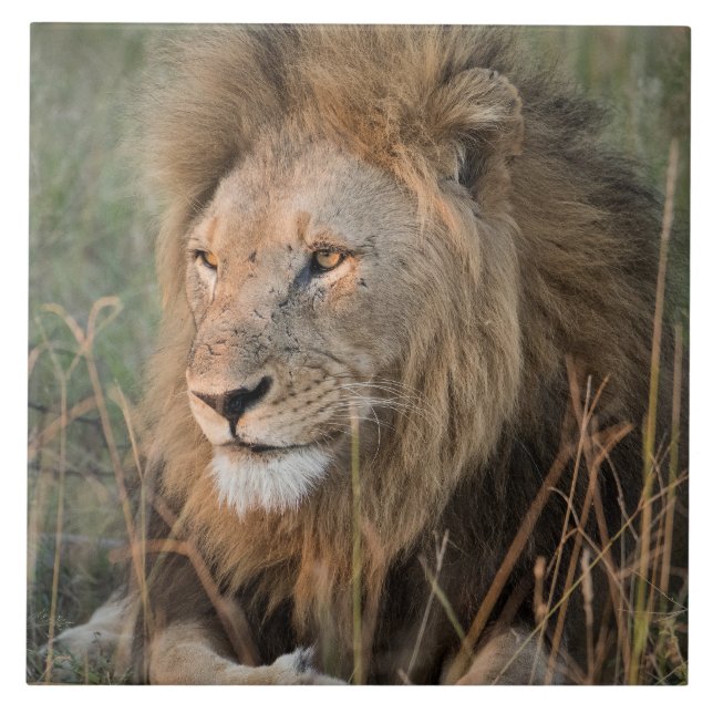Lion In Natural African Setting Tile (Front)