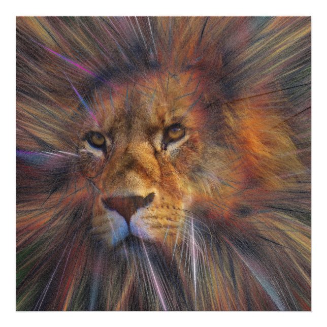Lion in the Gallery Photo Enlargement (Front)