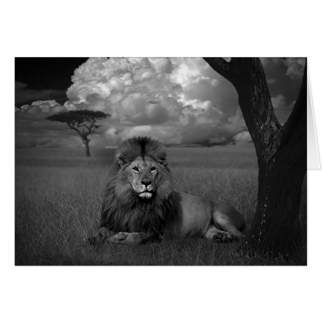 Lion in the Grass (Front Horizontal)