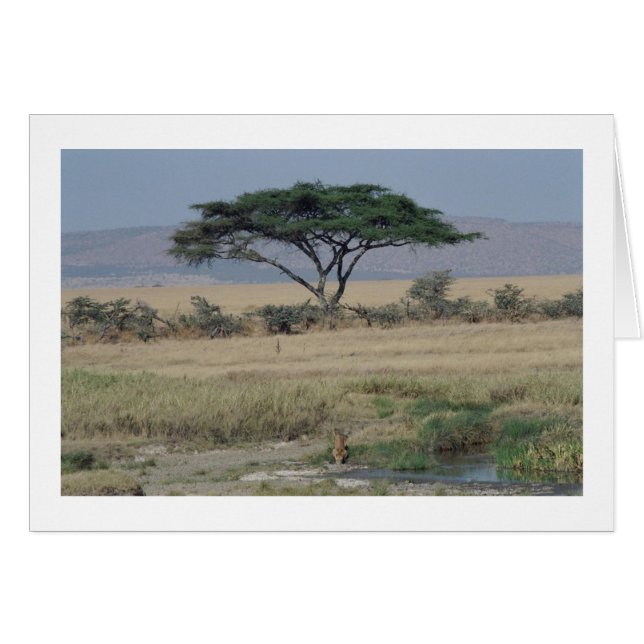 Lion in the Water (Front Horizontal)