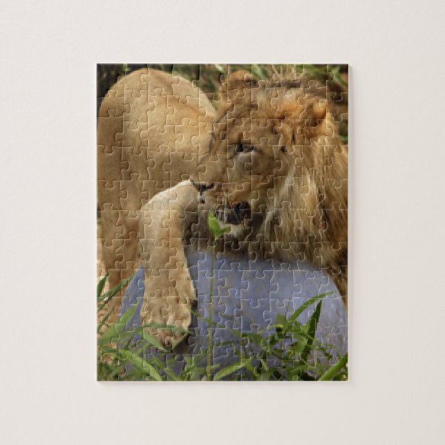 Lion Jigsaw Puzzle (Vertical)