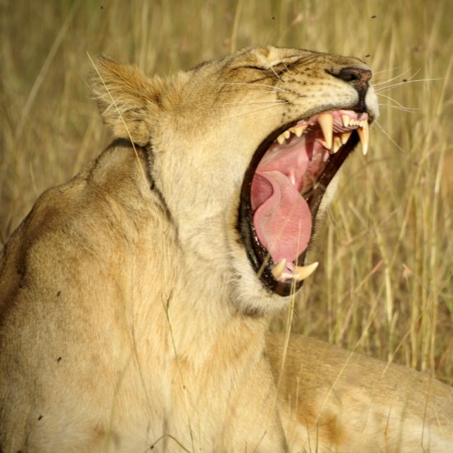 Lion Jigsaw Puzzle  (Creator Uploaded)