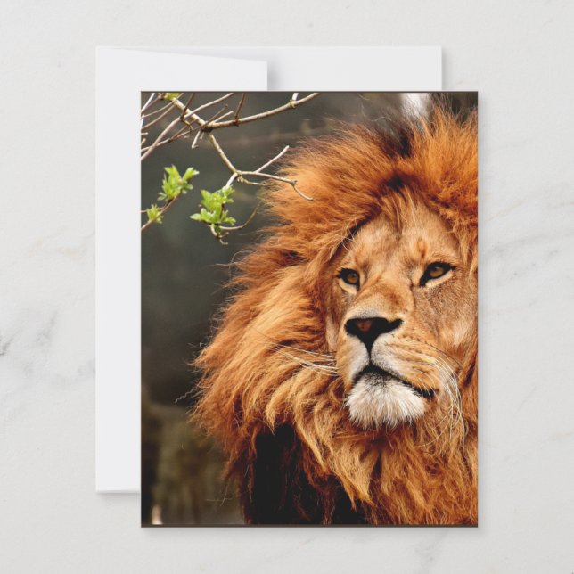 Lion, King of the Jungle (Front)