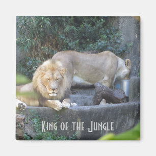 Lion, King of the Jungle Magnet