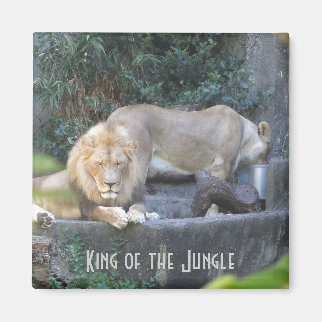 Lion, King of the Jungle Magnet (Front)