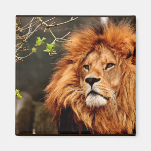 Lion, King of the Jungle Magnet