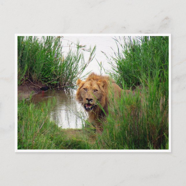 lion kruger postcard (Front)