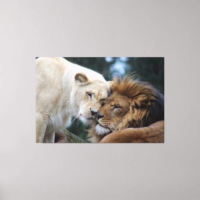 Lion & Lioness Canvas Print (Front)