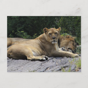 Lion & Lioness Postcard