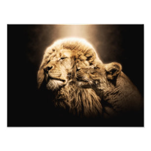 Lion Lionne Animal Wild Safari Africa Jungle M Photo Print