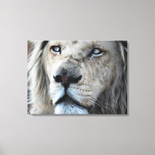 Lion listens to my heartbeat Africa Canvas Print