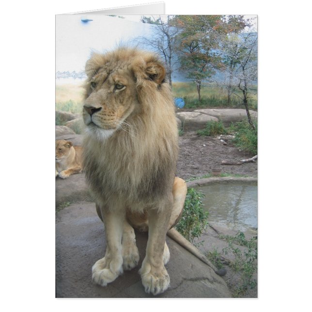 Lion Looks for Lunch (Front)