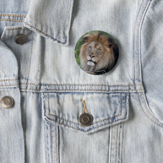 Lion Lounging in a Forest 6 Cm Round Badge (In Situ)