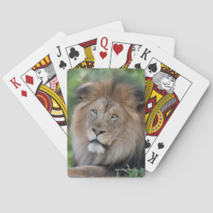 Lion Lounging in a Forest Playing Cards
