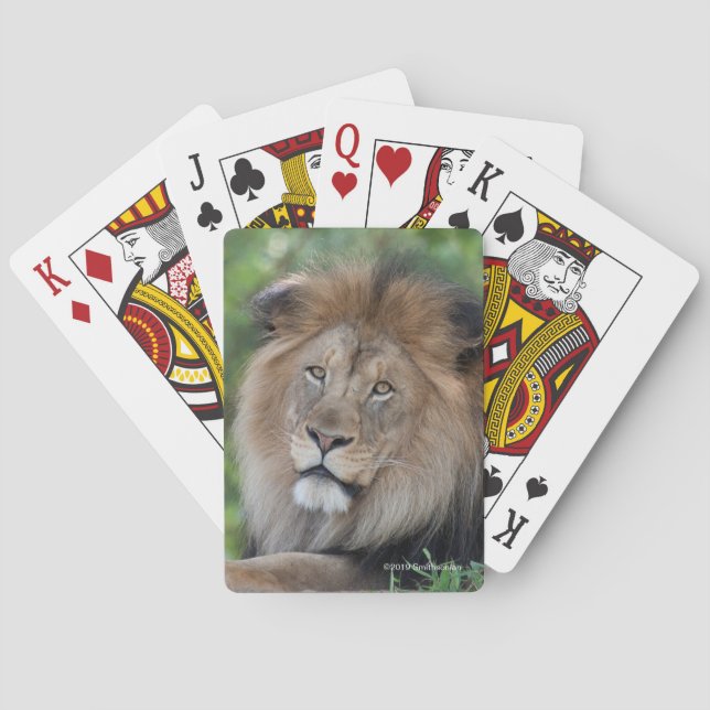 Lion Lounging in a Forest Playing Cards (Back)