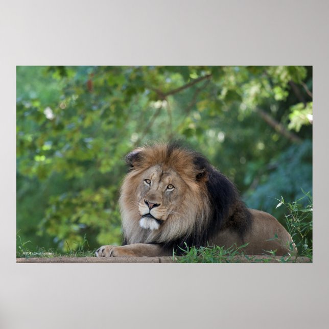 Lion Lounging in a Forest Poster (Front)