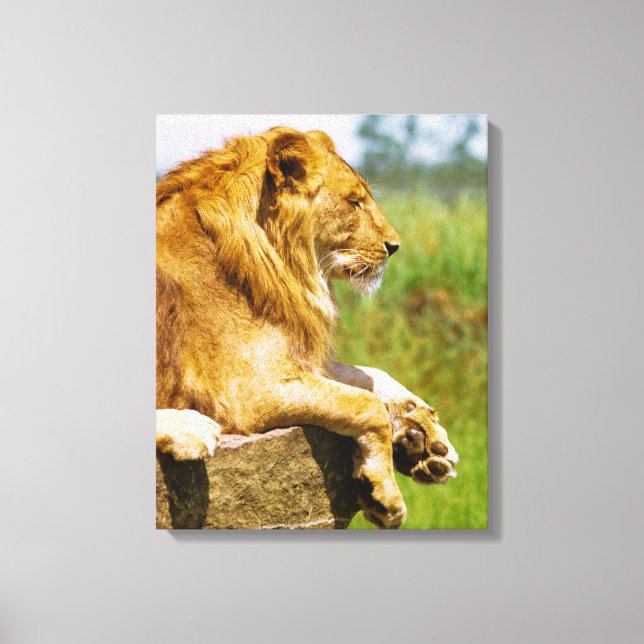 Lion lying on a rock canvas print (Front)